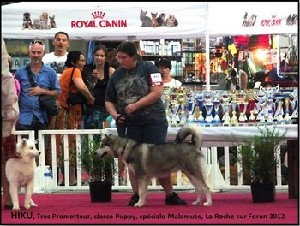exposition canine
